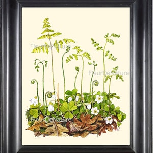 Verde helecho impresión arte botánico 12 antiguo hermoso libro placa de dibujo de la botánica naturaleza para marco de la habitación de la habitación de la habitación de la decoración