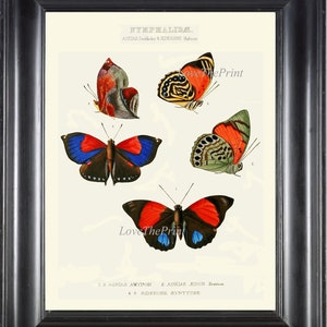 Butterfly Print Wall Art WH36 Beautiful Antique Butterflies  Blue Red Green Garden Nature Home Room Decor Chart Illustration to Frame