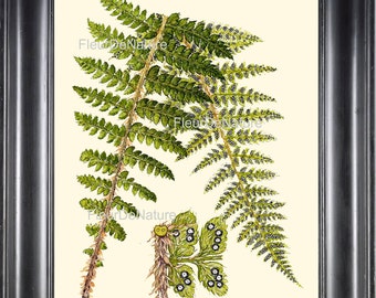 以下が含まれることがあります： 緑の葉と茶色の茎を持つシダのヴィンテージな植物学イラスト。シダはクリーム色の背景に描かれています。
