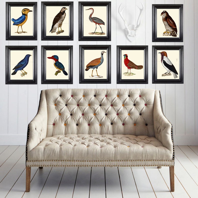 BIRD PRINT 8X10 Art Print 11 Antique Beautiful Colored Blue | Etsy