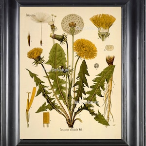 BOTANICAL PRINT Kohler 8x10 Botanical Art Print 33 Beautiful Yellow Dandelion Wildflower Flower Chart Nature to Frame