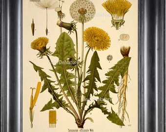 BOTANICAL PRINT Kohler 8x10 Botanical Art Print 33 Beautiful Yellow Dandelion Wildflower Flower Chart Nature to Frame