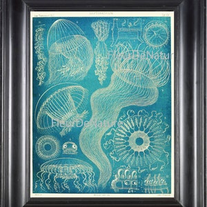 Jellyfish Print Ernst Haeckel 8X10 Art 21 Antique Beautiful Drawing Aqua Blue Sea Ocean Nature White Border Illustration Picture to Frame