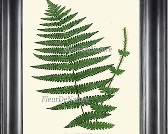 Botanical Fern Print Wall Art 11 Antique Beautiful Green Ferns Forest Plant Spring Summer Botany Chart Nature to Frame Home Wall Decor