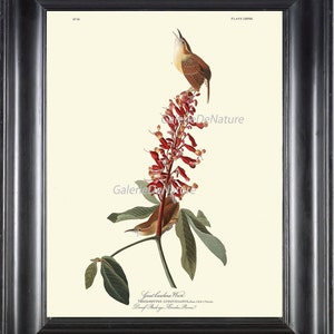 AUDUBON BIRD PRINT 8X10 Art 79 Great Carolina Wren Red Flowers Buckeye Firecracker Plant Antique Beautiful Home Wall Decor Nature  to Frame