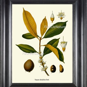 BOTANICAL PRINT Kohler 8x10 Art 210 Beautiful Palaquium Green Golden Yellow Leaves Nut Seeds Plant White Small Flowers Tree Branch Decor