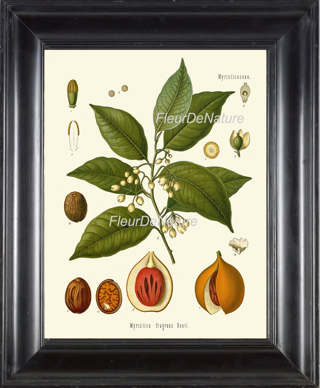 BOTANICAL PRINT Kohler Herb 8x10 Botanical Art Print 17 Etsy