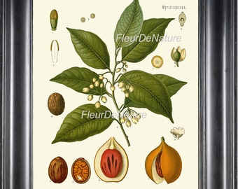 Botanische PRINT Kohler kruid 8 x 10 botanische kunst Print 17 prachtige nootmuskaat boom Spice kokende keuken van de chef-kok bakken kamer muur Decor aan Frame