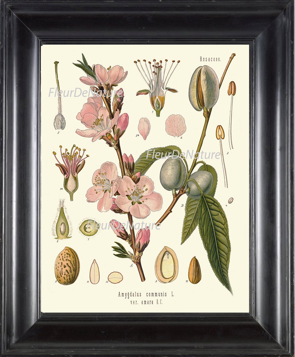 Botanische PRINT Kohler 8 x 10 Art 123 mooie antieke bloeiende roze amandel bloemen  boom tak moer zaden grafiek Home kamer Decor illustratie - Etsy België, image size:996x1207