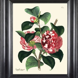 IMPRESSION botanique ANDREWS 8 x 10 botanique Art Print 16 Camellia belle Antique Printemps Eté jardin plante fleur au cadre