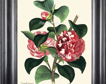 BOTANICAL PRINT ANDREWS 8x10 Botanical Art Print 16 Antique Beautiful Camellia Spring Summer Garden Plant Flower to Frame