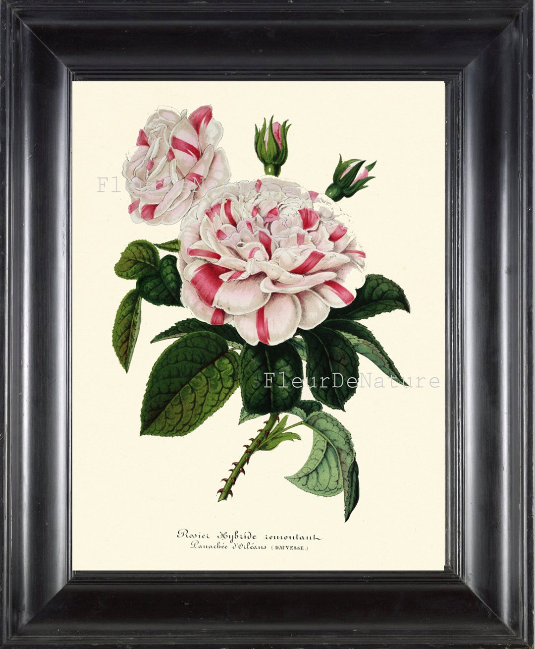 White Pink Roes BOTANICAL PRINT Wall Art H64 Beautiful Antique Vintage ...