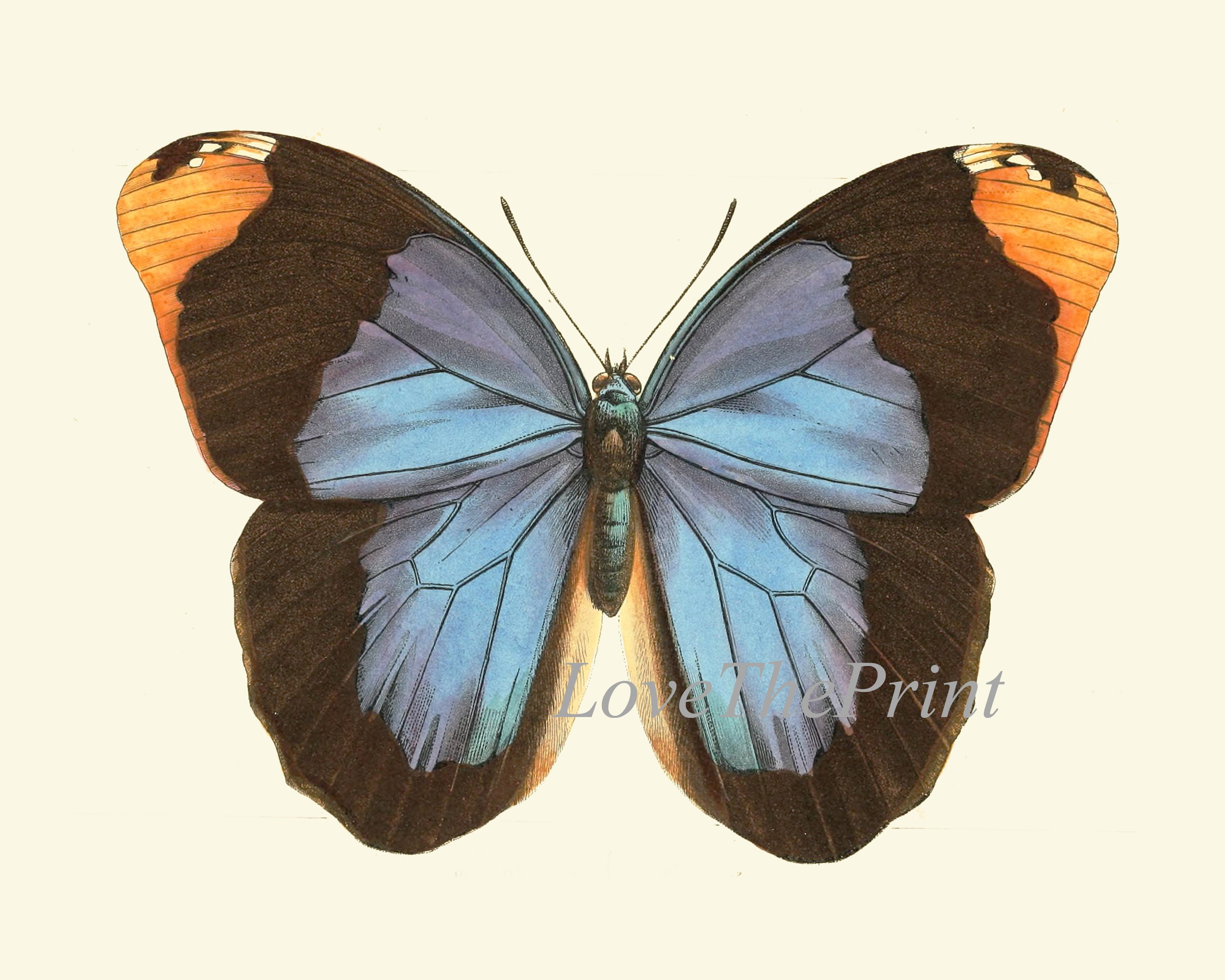 Butterfly Wall Art Print SET of 9 Beautiful Antique Vintage Blue ...