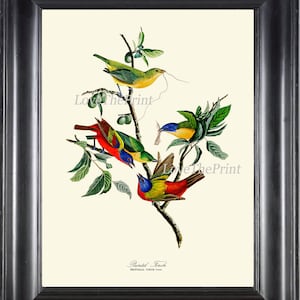 AUDUBON BIRD PRINT Art 105 Beautiful Antique Painted Finch Red Blue Yellow Colorful Birds Spring Summer Garden Home Room Wall Decor to Frame
