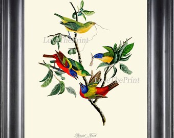 AUDUBON BIRD PRINT Art 105 Beautiful Antique Painted Finch Red Blue Yellow Colorful Birds Spring Summer Garden Home Room Wall Decor to Frame