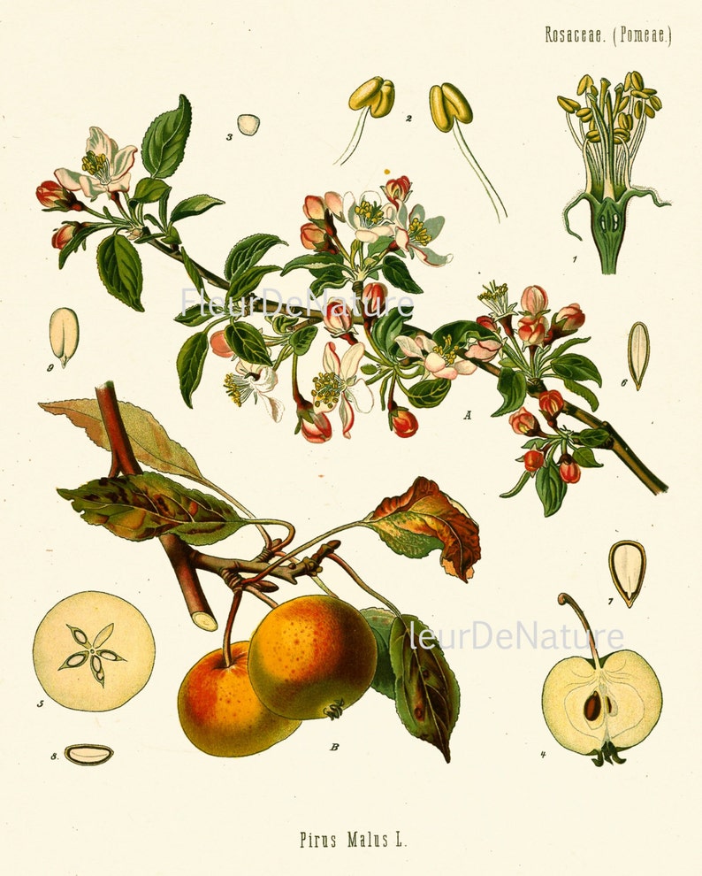 BOTANICAL PRINT Kohler 8x10 Botanical Art Print 65 Beautiful Blooming Apple Tree Fowers Fruit Print Garden Nature to Frame Home Decor