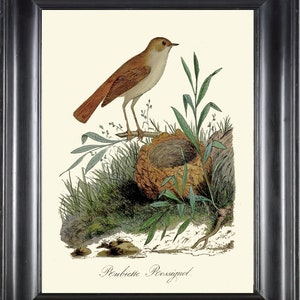 Bird Nest Wall Art Print Rossignol Nightingale DCF43 Beautiful Antique Vintage Bedroom Bathroom Dining Room Decor Interior Design to Frame