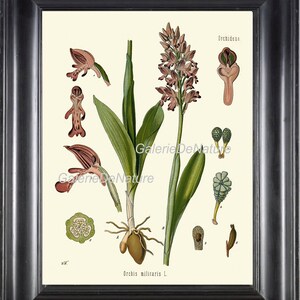 IMPRESSÃO BOTÂNICA Kohler 8x10 Impressão de arte botânica 29 Linda antiga orquídea flor anatomia botânica gráfico natureza tropical decoração de parede de casa
