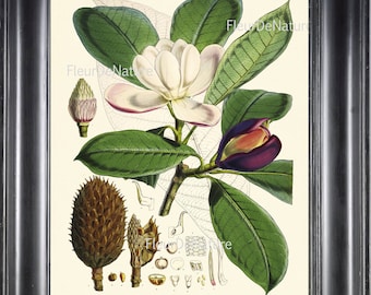 BOTANICAL PRINT Fitch 8x10 Botanical Art Print 6 Beautiful White Magnolia Flower Tree Branch Garden Nature Plant Seeds to Frame Home Decor