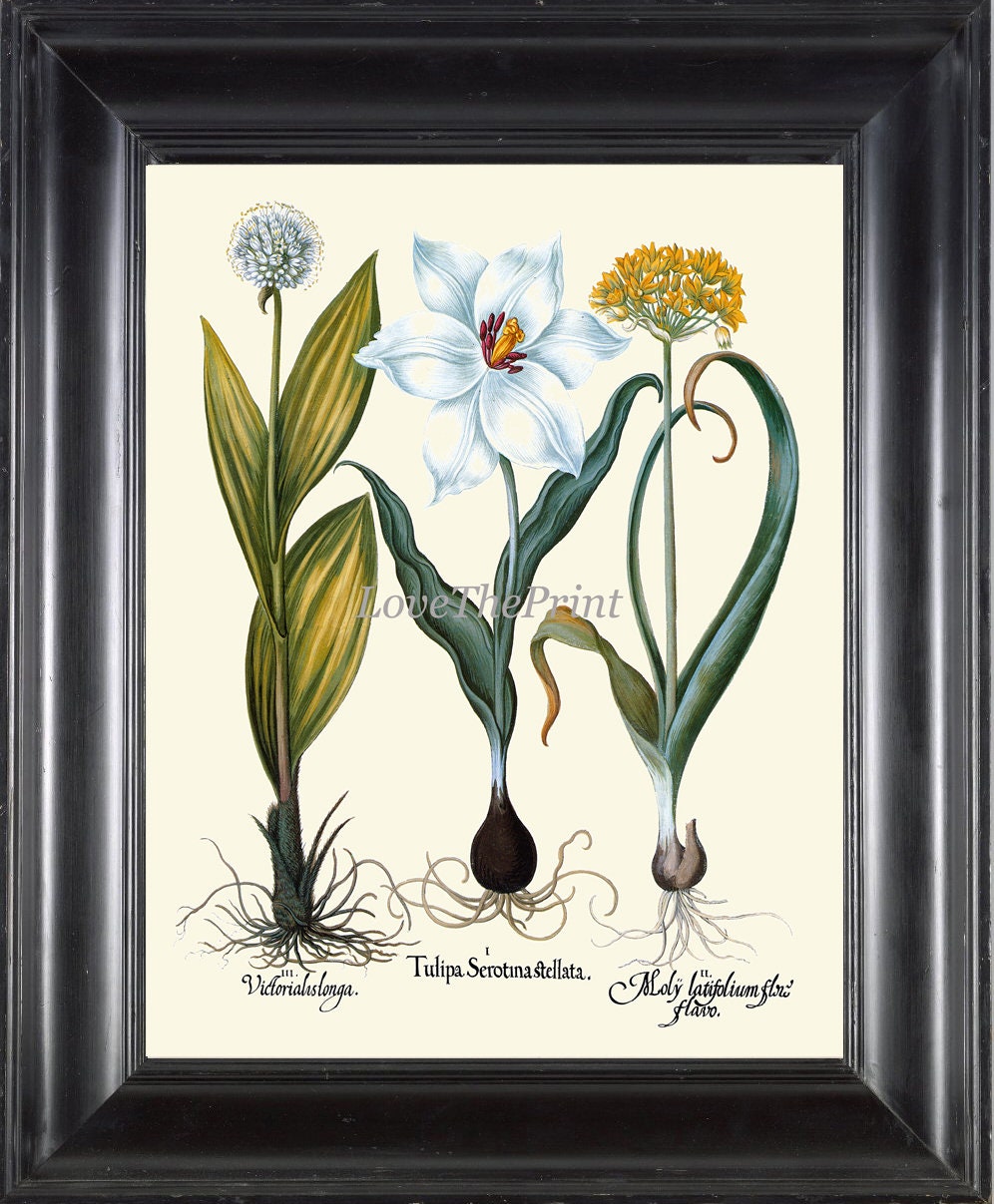 Botanical Print 021 Beautiful Antique Nature Illustration White