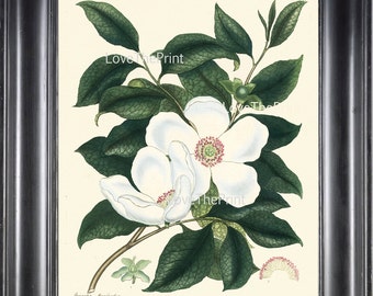 BOTANICAL PRINT ANDREWS 8x10 Botanical Art Print 13 Antique White Silky Camellia Large Blooming Flower to Frame