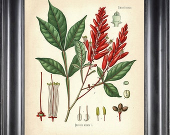 BOTANICAL PRINT Kohler 8x10 Botanical Art Print 7 Beautiful Bitter Wood Red Flower Seeds Leaf  Nature Spring Summer Garden to Frame