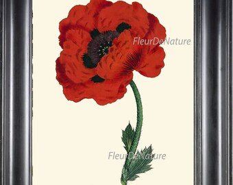 BOTANICAL PRINT 8x10 Art 8 Beautiful Papaver Red Large Opium Poppy Antique Vintage Art Painting Plate Red White Flower Seeds Decor