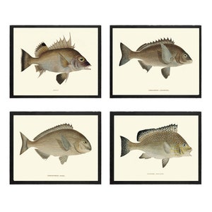 Fish Print SET of 4 Wall Art Beautiful Antique Fresh Water Lake River Fishing Cottage Cabin Interior Decor Home Room Decoration to Frame FJ
