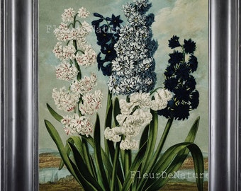 BOTANICAL PRINT THORNTON 8x10 Botanical Art Print 4 Beautifu Blue White Flower Bouquet Nature Plant Tropical to Frame