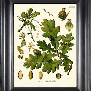 Acorn BOTÂNICA IMPRESSÃO Kohler Wall Art Print 60 Linda Floresta Antiga Árvore Verde Ramo Nozes Sementes Folha Gráfico Natureza Decoração Casa Decoração