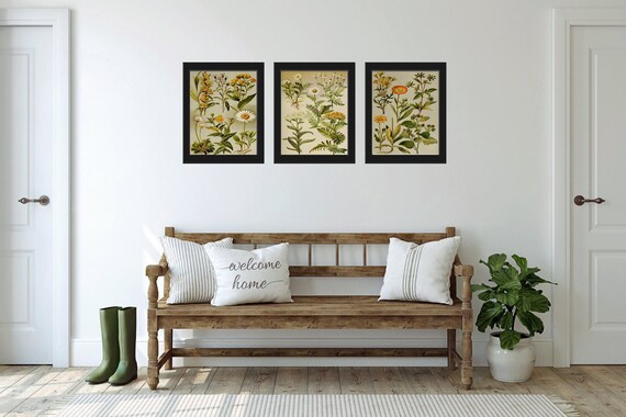 Daisy Daisies Botanical Print Set of 3 Wall Art Antique | Etsy