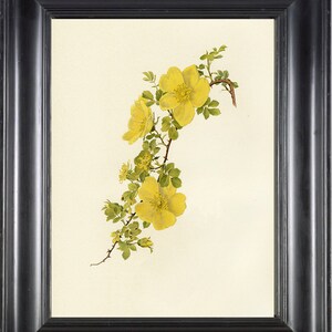 ROSE botanischen Drucken 8 x 10 Kunstdruck 11 Willmott schönen gelben Foetida Rose Französisch Land Garten Haus Wandgestaltung