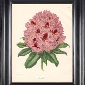 BOTANICAL PRINT Wendel 8x10 Botanical Art Print 3 Beautiful Pink Rhododendron Flower Spring Summer Garden Plant to Frame
