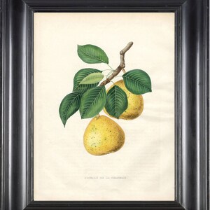 FRUIT PRINT Bivort 8X10 Botanical Art Print 1 Antique Beautiful Yellow Pear Tree Branch Leaves Home Garden Decor