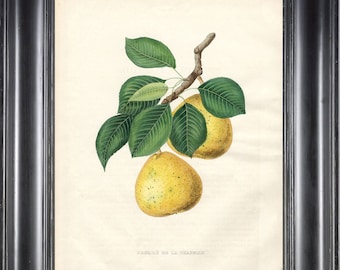 FRUIT PRINT Bivort 8X10 Botanical Art Print 1 Antique Beautiful Yellow Pear Tree Branch Leaves Home Garden Decor