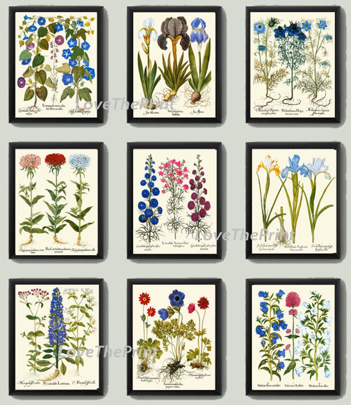 Botanical Flower Print Set of 9 Besler 8x10 Art Beautiful Blue White ...