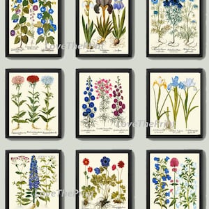 Botanical Print Besler 8x10 Art 99 Beautiful Blue Cornflower Flower Antique Writing Home Wall Room Decor Wildflower Country Nature to Frame