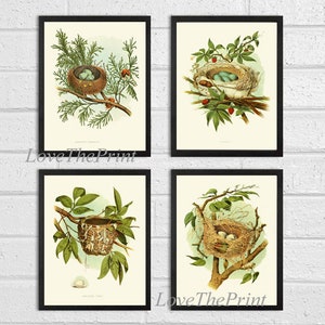 Nest Wall Art Print Set of 4 Art Prints Beautiful Chipping Sparrow Catbird Red Eyed Vireo Orchard Oriole Home Room Wall Decor Unframed GT