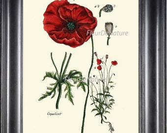 BOTANICAL PRINT 8x10 Art 11 Beautiful Papaver Red Opium Poppy Antique Vintage Chart Seeds Art Painting Plate Garden Flower Decor to Frame