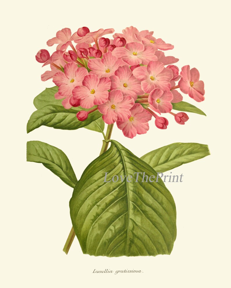 Pink Flowers Botanical Print SET of 6 Prints Wall Art Beautiful Antique ...