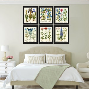 Botanical Flower Print Set of 6 Besler 8x10 Art Beautiful Blue White ...