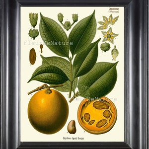 BOTANICAL PRINT Kohler 8x10 Botanical Art Print 120 Beautiful Fruit Citrus Tree Chart to FrameHome Decor Interior Design