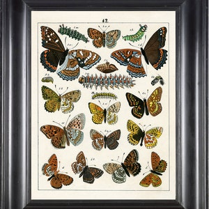 BUTTERFLY PRINT Berge 8x10 Art Print 7 Beautiful Antique Tacyptera Butterflies Green Yellow Caterpillar Summer Garden Insects