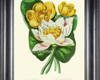 BOTANICAL PRINT 8x10 Art P9 Beautiful White Yellow Water Lily Green Lake Nature Natural Science Antique Picture Flowers Wall Interior Design