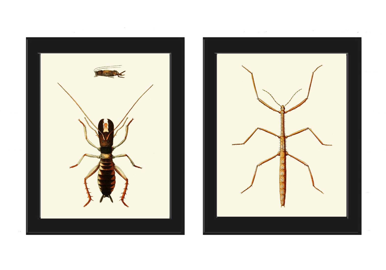 Walking Insect Print Wall Art Set of 2 Beautiful Antique Vintage Bug ...
