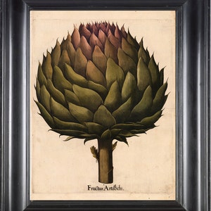 BOTANICAL PRINT Besler 8x10 Botanical Art Print 25 Beautiful LargeGreen Artichoke Flower Vegetable Summer Garden Antique Writing to Frame