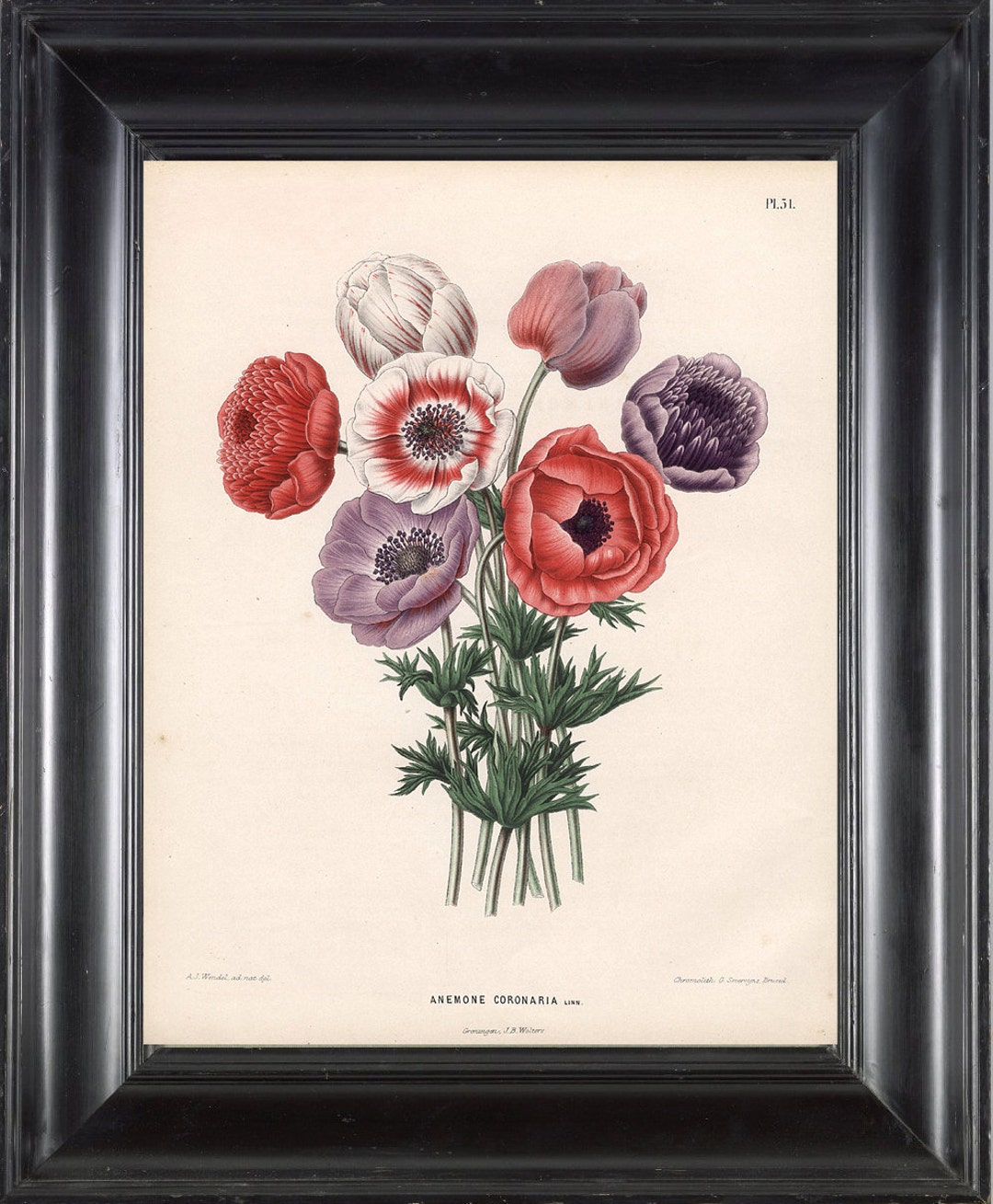 絵画 anemone Redoute Series No.1 Anemone Stellata - Botanical Print