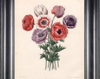 BOTANICAL PRINT WITTE 8x10 Botanical Art Print 10 Anemone