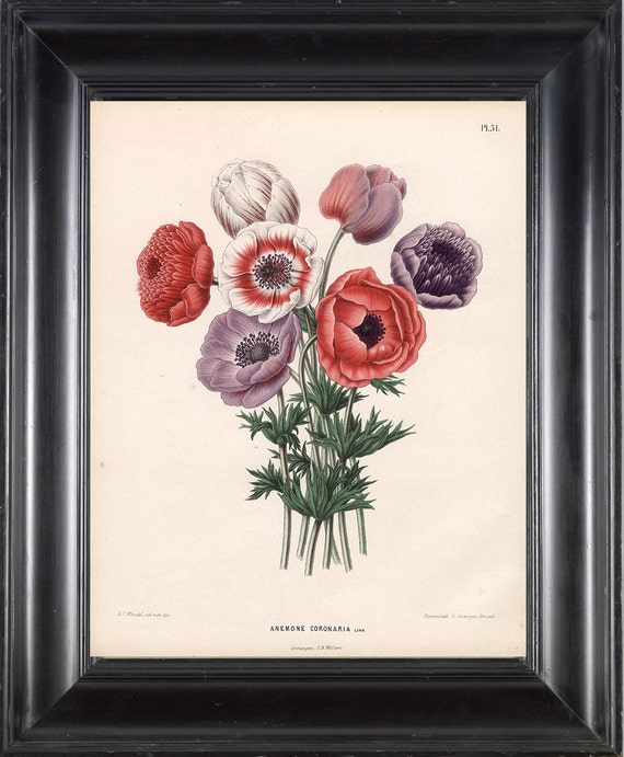 BOTANICAL PRINT WITTE 8x10 Botanical Art Print 10 Anemone
