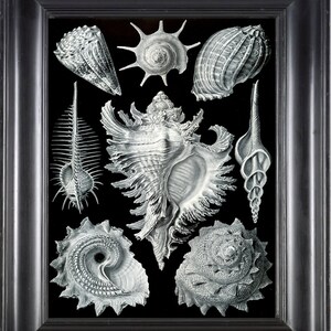 SHELL FISH Print Ernst Haeckel 8X10 Art Print 3 Antique Black and White Sea Shell Seashells Ocean Home Wall Decoration Interior Design